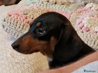 Miniature Dachshund dogs Stunning litter of Red miniature dachshunds - Advert 4