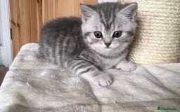 British Shorthair cats for sale: Beautiful silver spotted british shorthair kittens - Image 1
