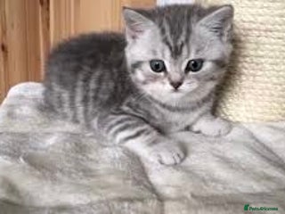 British Shorthair cats - Advert 7