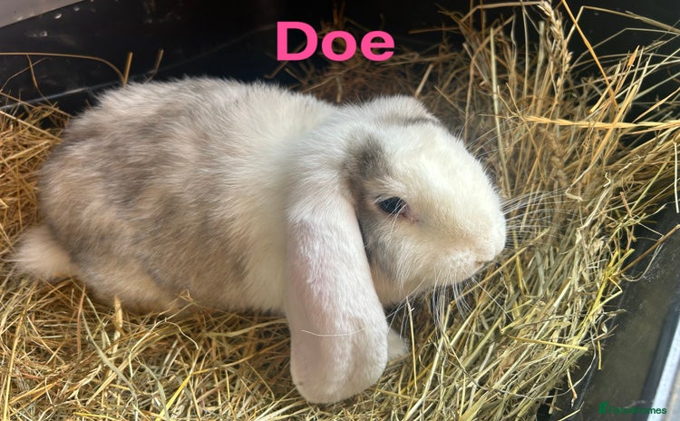 French Lop rabbits - Advert 2