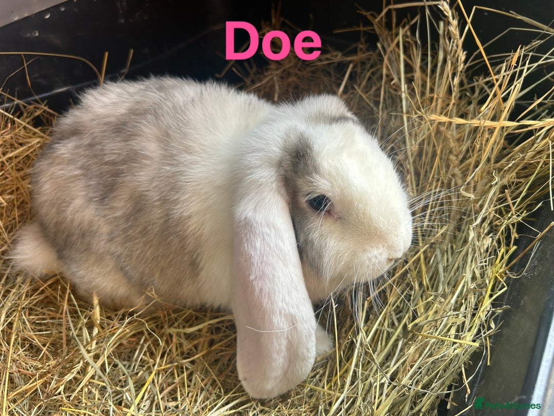 French Lop rabbits for sale: French Lop Bucks and Does READY NOW!! - Image 1