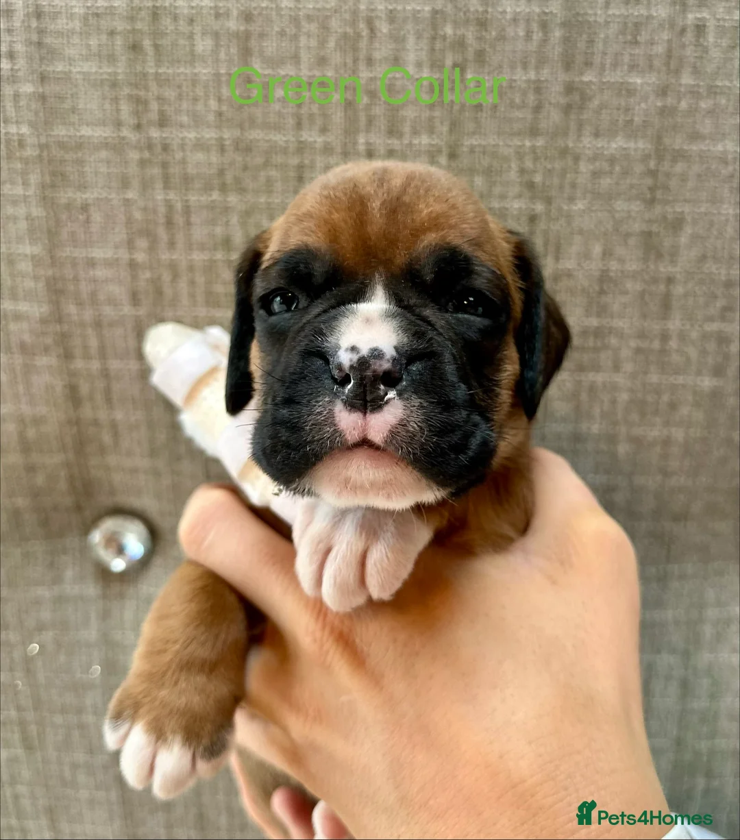 Boxer dogs for sale: Stunning Litter of 5 Boxer Puppies 🐶 - Advert 4
