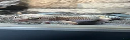 Leopard Gecko reptiles for sale: Leopard gecko with full setup - Advert 2