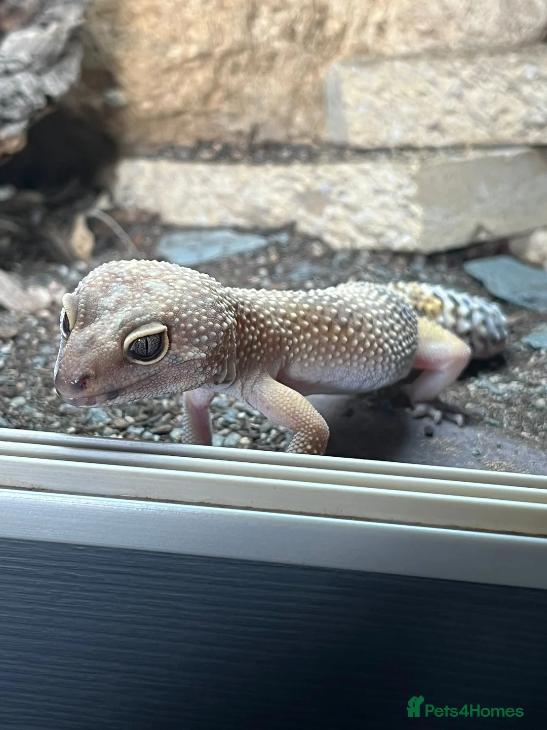 Leopard Gecko reptiles for sale: Leopard gecko with full setup - Advert 2