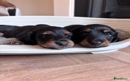 Miniature Dachshund dogs for sale: 🌿🌸🌳KC LONGHAIR MINI DACHSHUND PUPS🌳🌸🌿 - Image 18