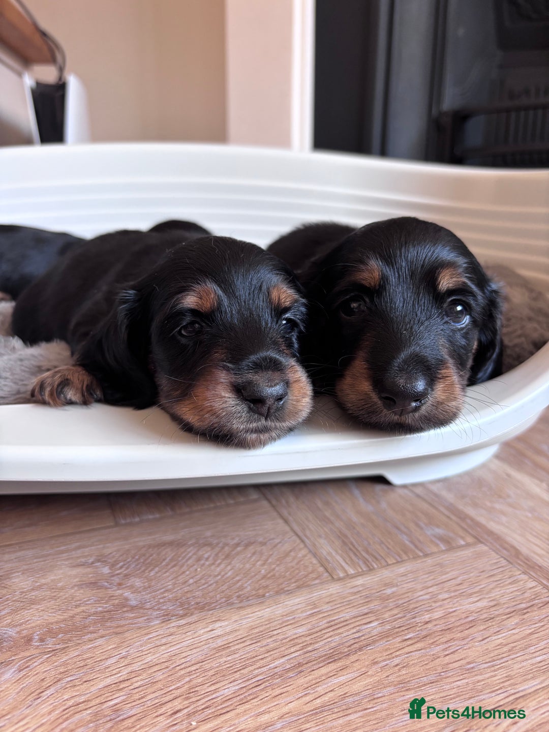 Miniature Dachshund dogs for sale: 🌿🌸🌳KC LONGHAIR MINI DACHSHUND PUPS🌳🌸🌿 - Image 18