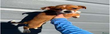 Jack Russell 7