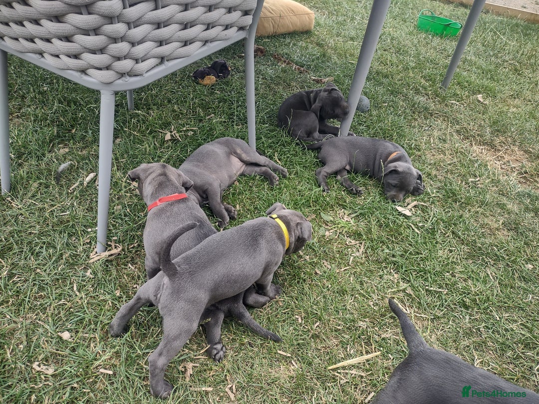 Staffordshire Bull Terrier dogs for sale: Chunky Staffy pups 💕 2 girls left, Ready to leave - Image 18