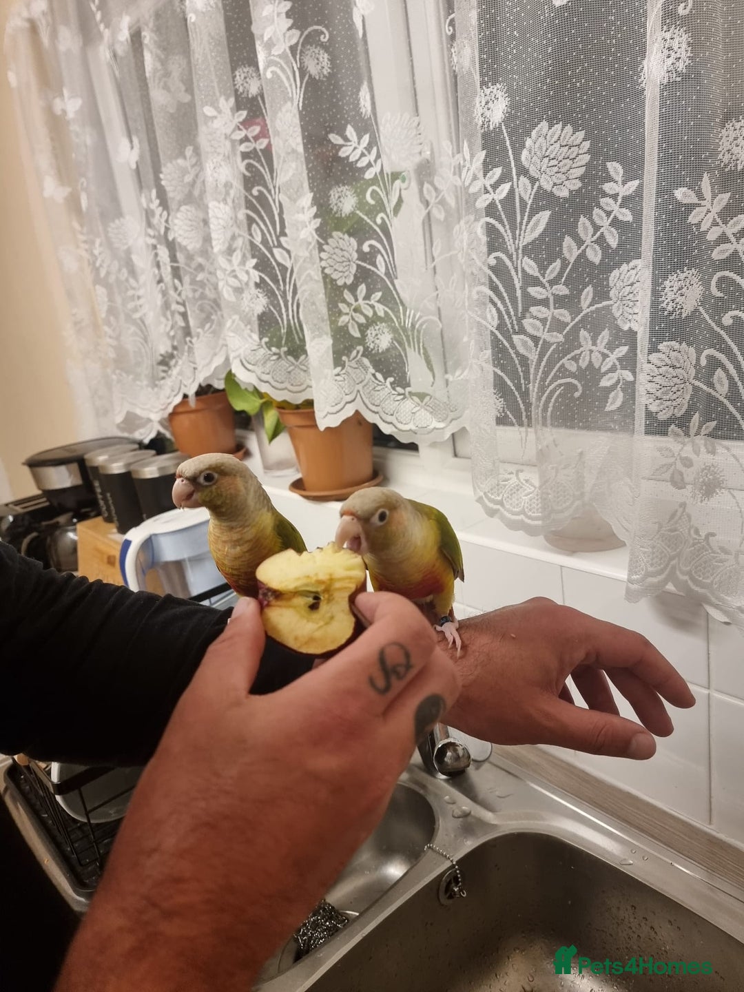 Conures birds for sale: 2 pineapple conures  - Advert 1