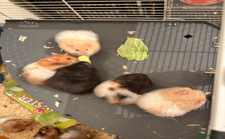 Hamster rodents - Advert 14