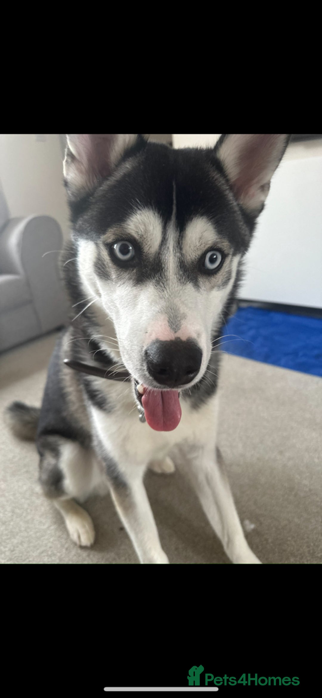 Pomsky dogs for sale: Pomsky  - Advert 1