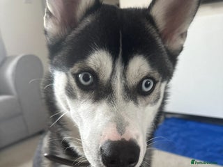 Pomsky dogs Pomsky - Advert 1