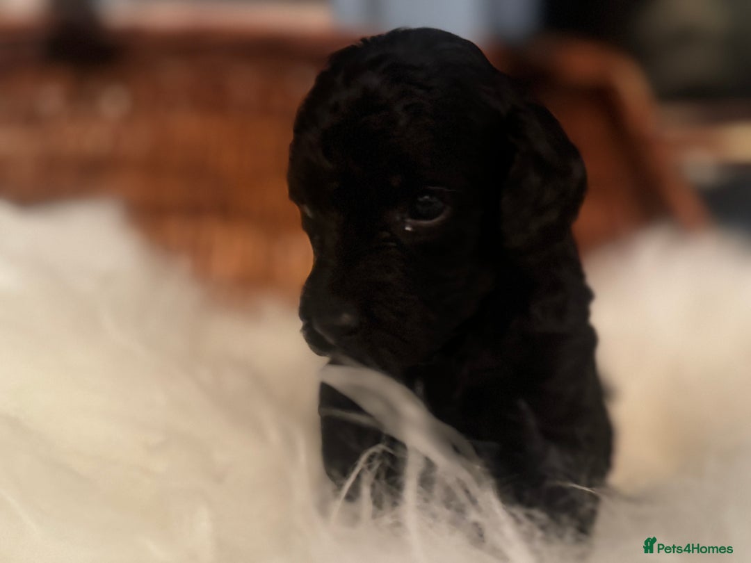 Miniature Poodle dogs for sale: KC Miniature Poodles- Bred for your family…   - Advert 16