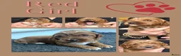 Australian Labradoodle dogs for sale: 100% Pure bred Australian Labradoodle  - Advert 32