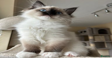 Ragdoll cats TICA registered champion line ragdoll kittens.  - Advert 13