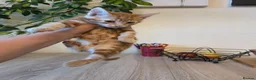 Mixed Breed cats for sale: Beautiful kittens ready for forever home - Advert 13