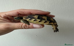 Tortoise reptiles for sale: Baby Mediterranean spur thigh tortoise for sale - Image 5