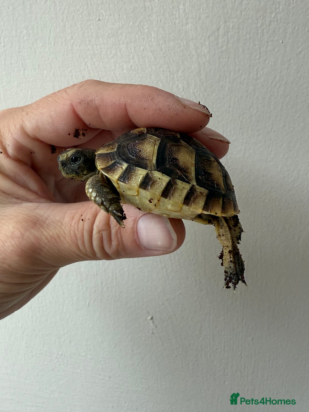 Tortoise reptiles for sale: Baby Mediterranean spur thigh tortoise for sale - Image 5
