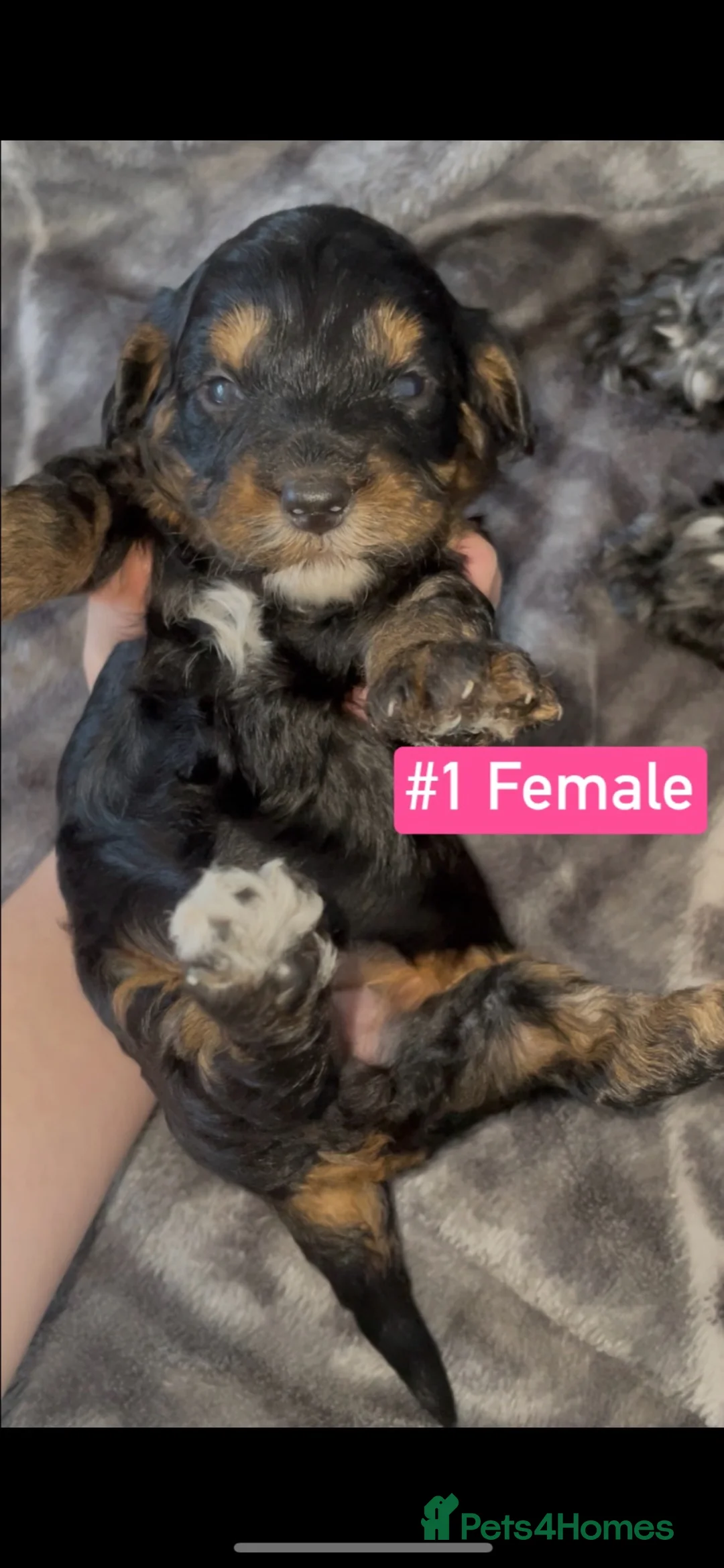Cockapoo dogs for sale: F1B Cockapoo Puppies  - Advert 1