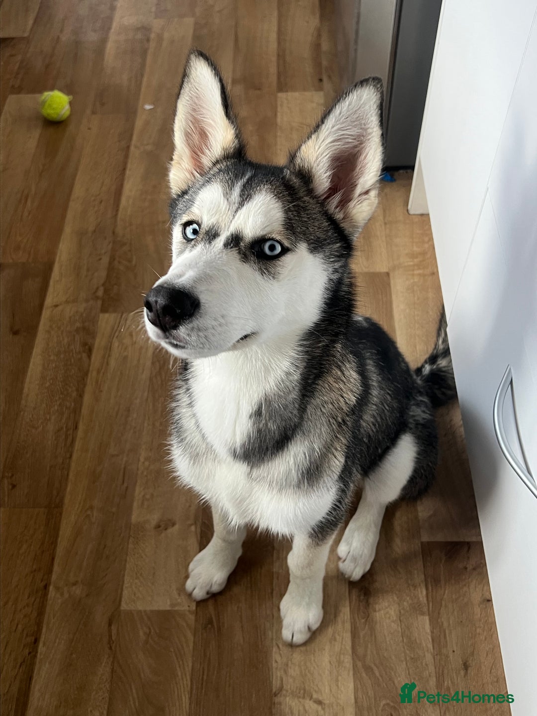 Siberian Husky dogs for sale: Wynter - Image 2