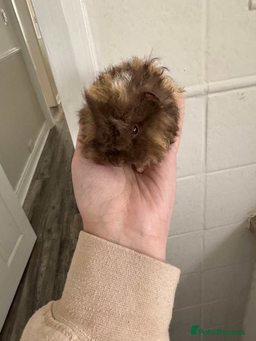 Guinea Pig rodents for sale: Chocolate tri texel male  - Advert 6