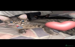 Mixed Breed cats for sale: Black 12 week old kitten loving beautiful girl - Image 4