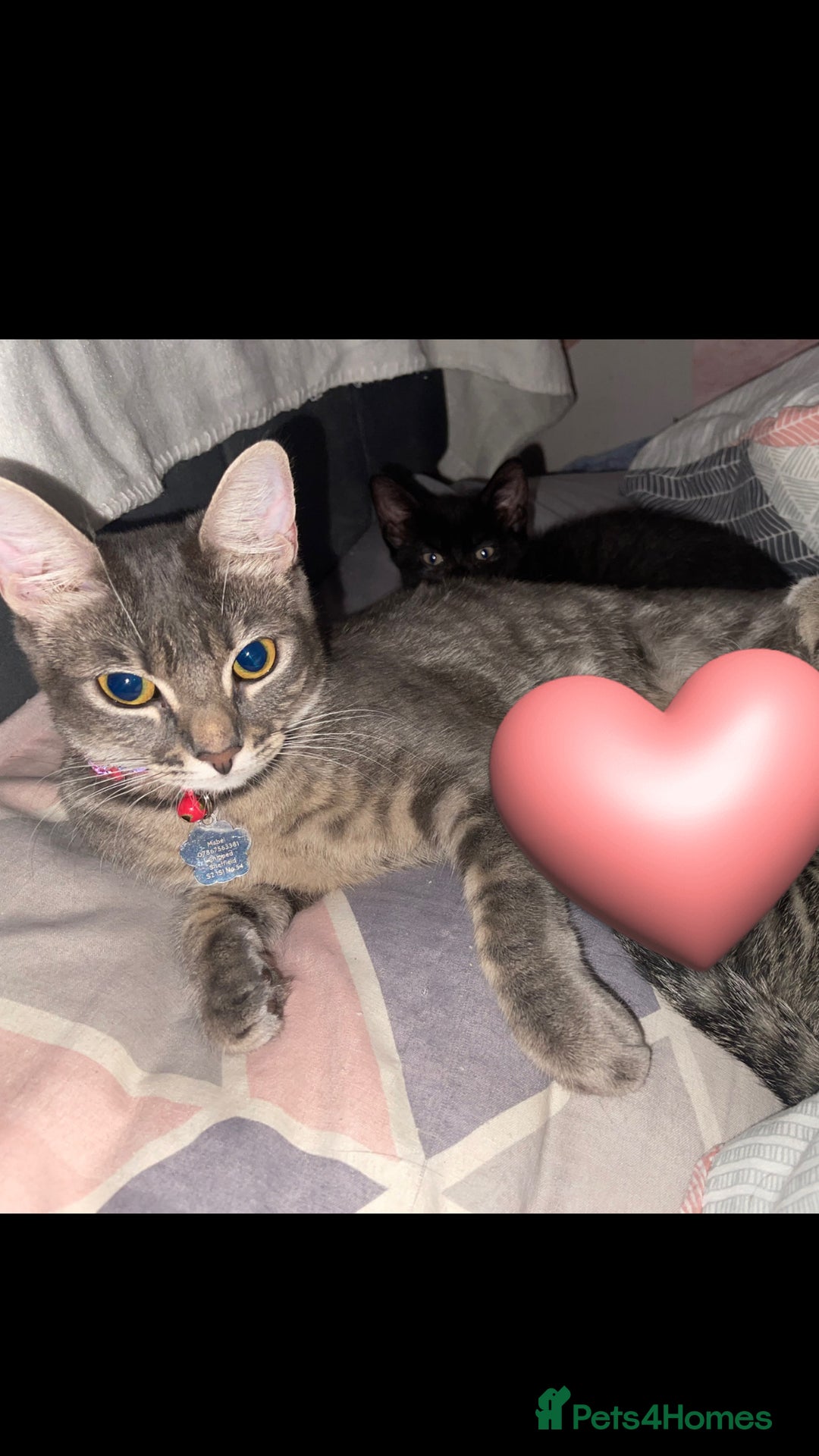 Mixed Breed cats for sale: Black 12 week old kitten loving beautiful girl - Image 4