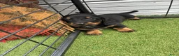 Dachshund dogs for sale: Dachshund in Gloucester - Advert 16