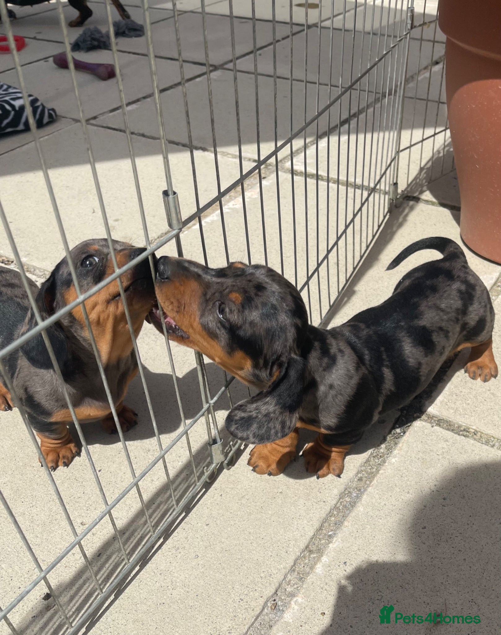 Miniature Dachshund dogs K/C reg Mini Dachshund Boy For Sale - Advert 2