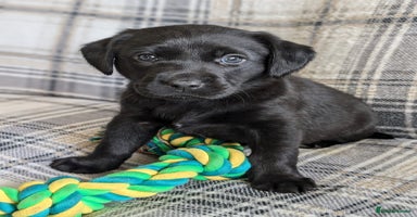 Labrador Retriever dogs - Advert 2