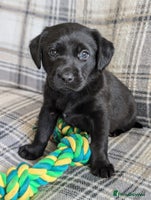 Labrador Retriever dogs - Advert 2