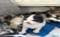 Mixed Breed cats for sale: Little kittens  - Image 5