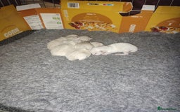 Ragdoll cats for sale: Pure bred ragdoll kittens  - Image 4