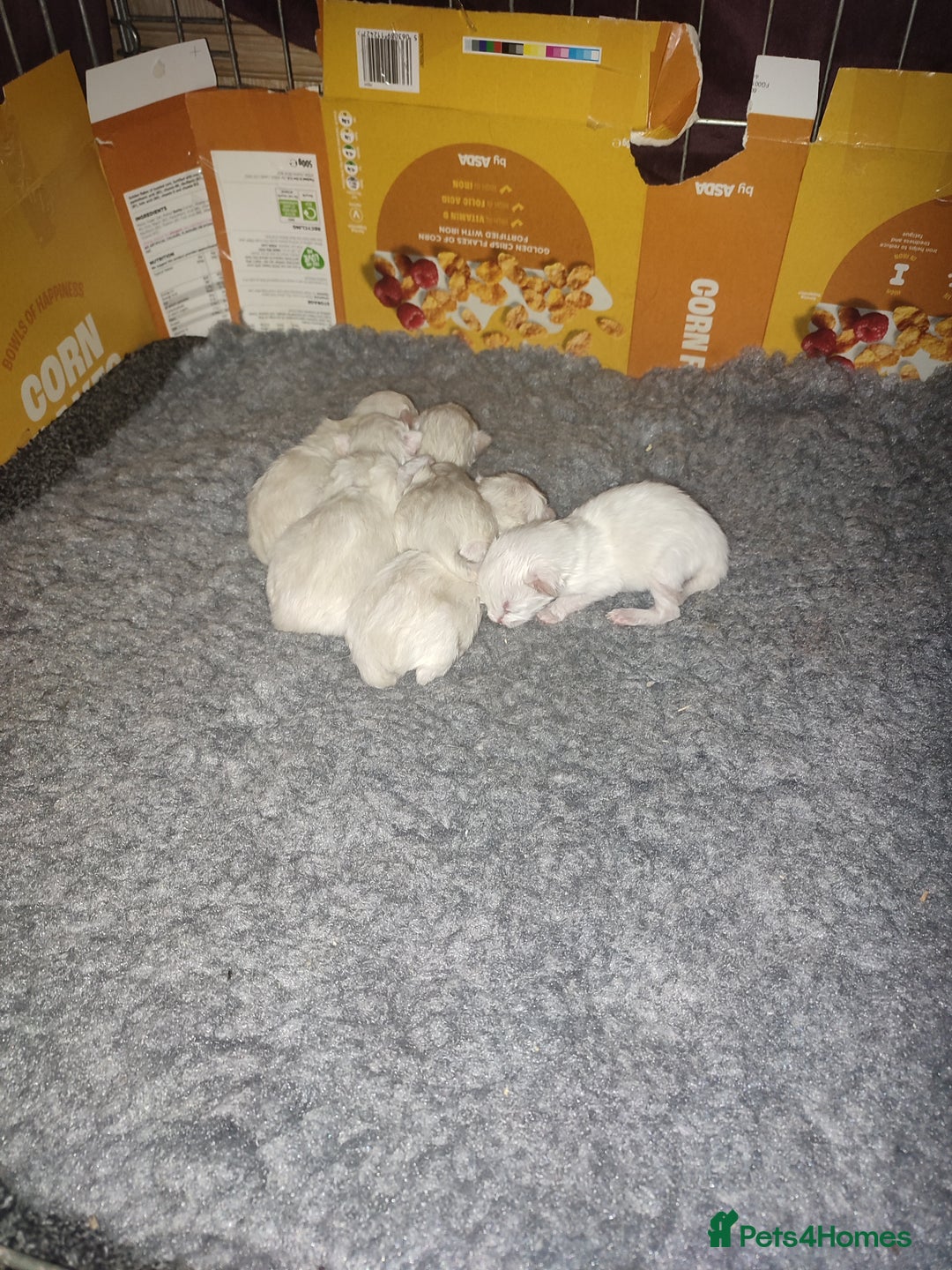 Ragdoll cats for sale: Pure bred ragdoll kittens  - Image 4