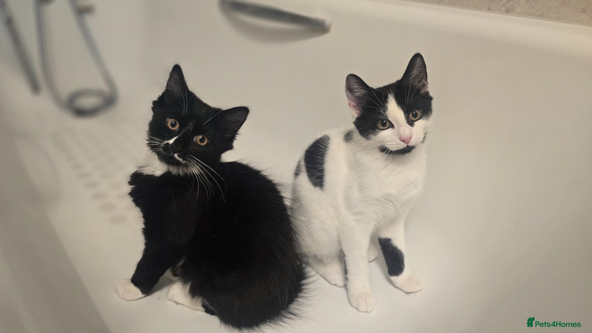 Turkish Angora cats Black pearl girl and charming boy waiting for you. - Advert 5