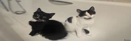 Turkish Angora cats for sale: Black pearl girl and charming boy waiting for you. - Advert 1