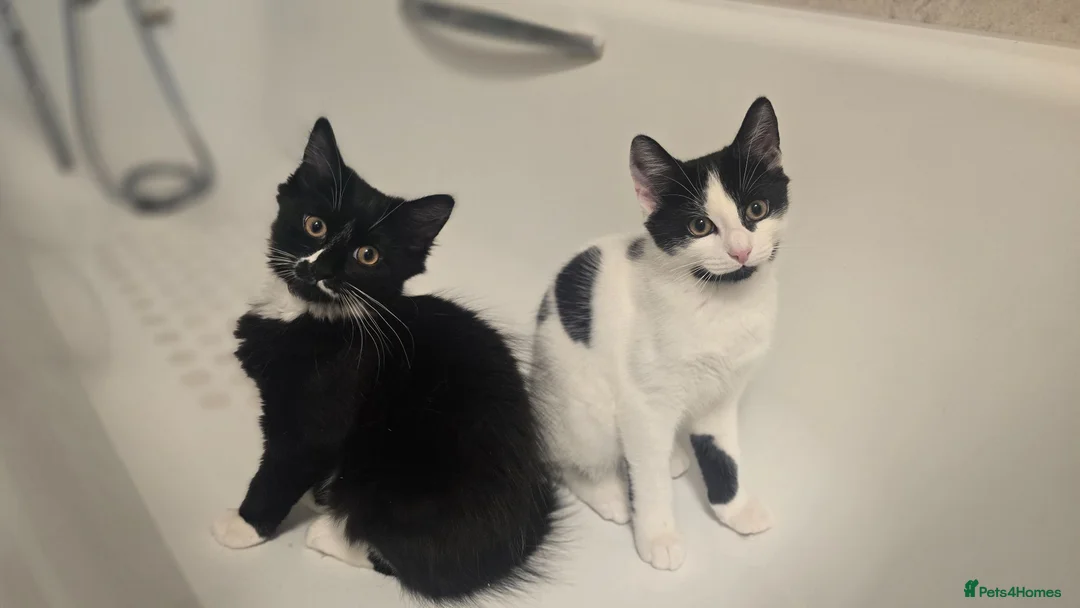 Turkish Angora cats for sale: Black pearl girl and charming boy waiting for you. - Advert 1