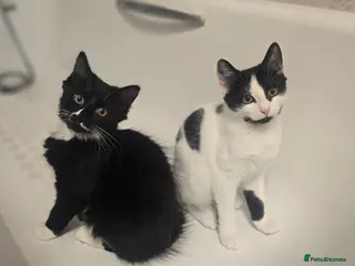 Turkish Angora cats Black pearl girl and charming boy waiting for you. - Advert 5