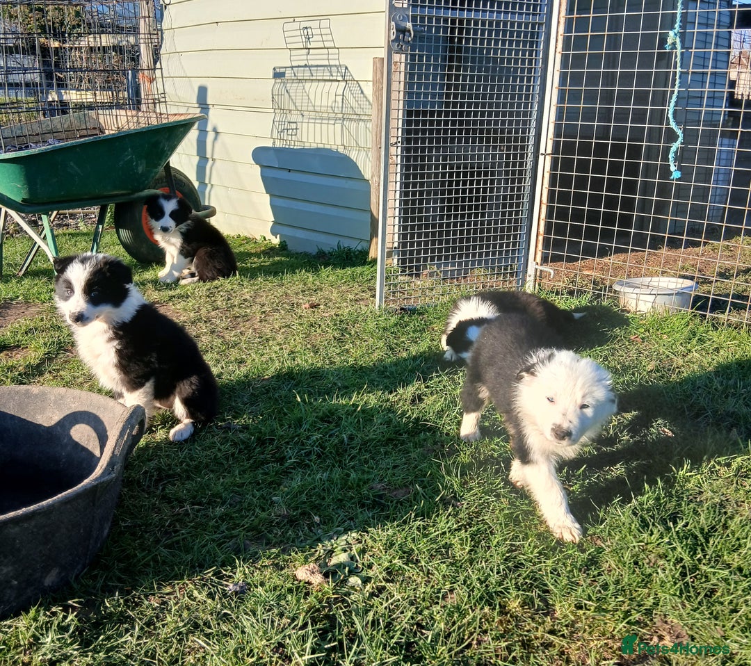 Border Collie dogs for sale: Long coated traditional border collie pups - Advert 4