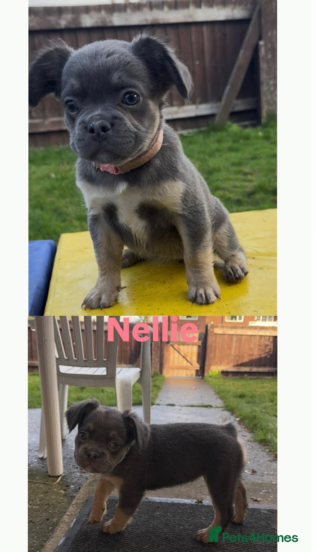 French Bulldog dogs for sale: REDUCED! Fluffy French Bulldog Puppies  - Advert 28