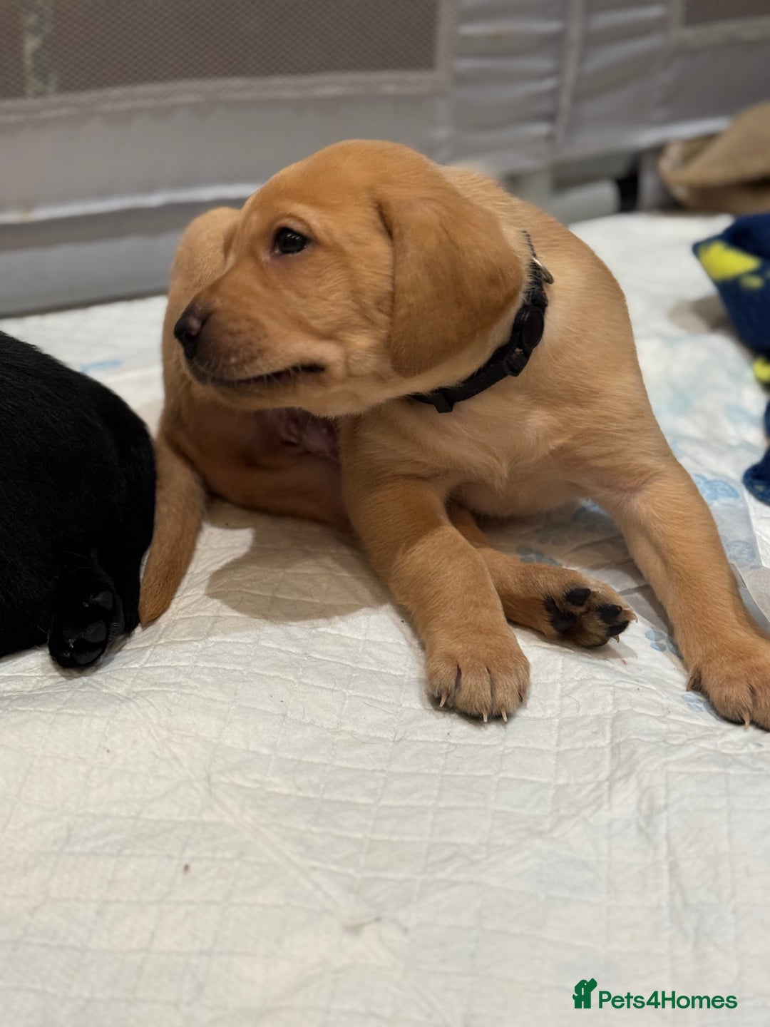 Labrador Retriever dogs for sale: 2 tan boy Labrador pups - Advert 5