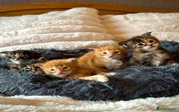 Maine Coon cats for sale: GCCF MAINE COON KITTENS (ACTIVE REG AVAILABLE) - Image 1
