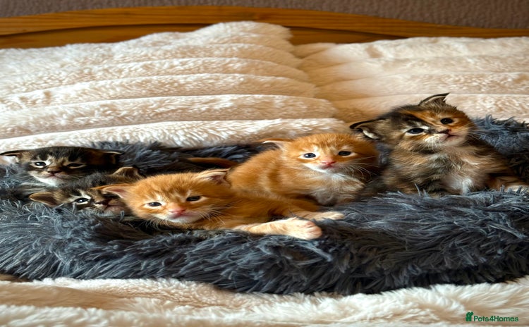 Maine Coon cats - Advert 4
