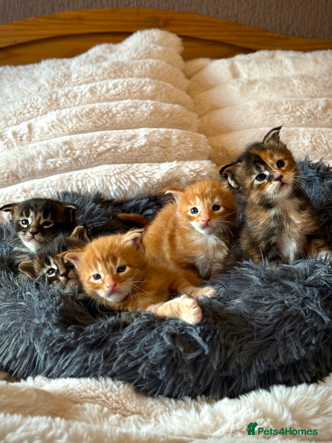 Maine Coon cats for sale: GCCF MAINE COON KITTENS (ACTIVE REG AVAILABLE) - Image 1