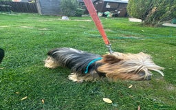 Yorkshire Terrier dogs for sale: Emma  - Image 2