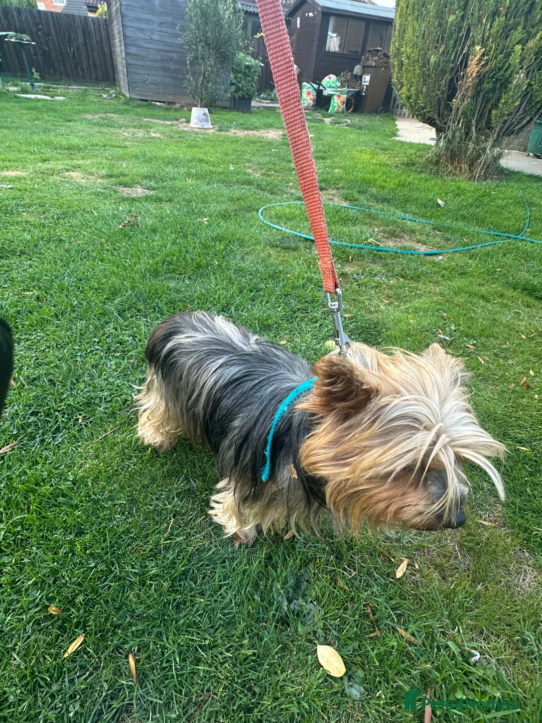 Yorkshire Terrier dogs for sale: Emma  - Image 2
