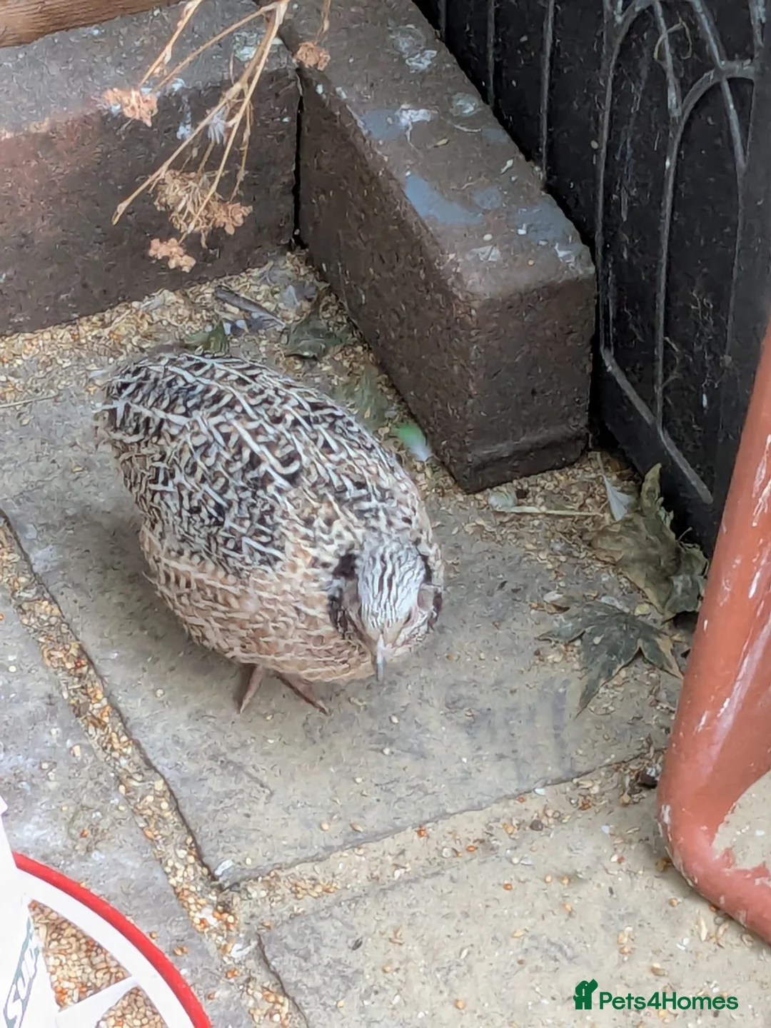Quail poultry for sale: 2 male conturnix quail  in Doncaster - Advert 1