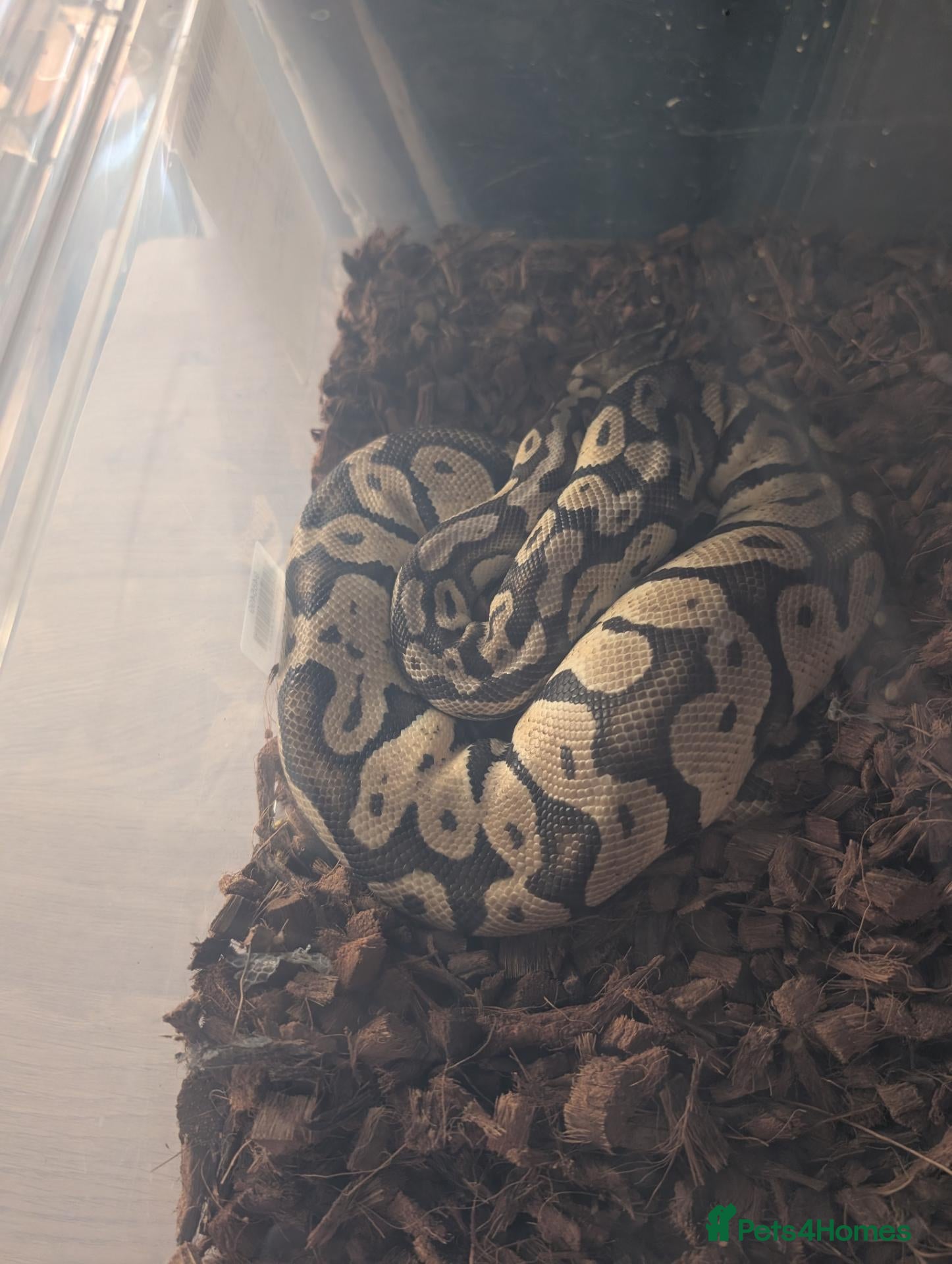 Python Snake reptiles for sale: Free to knowledge home  - Advert 1
