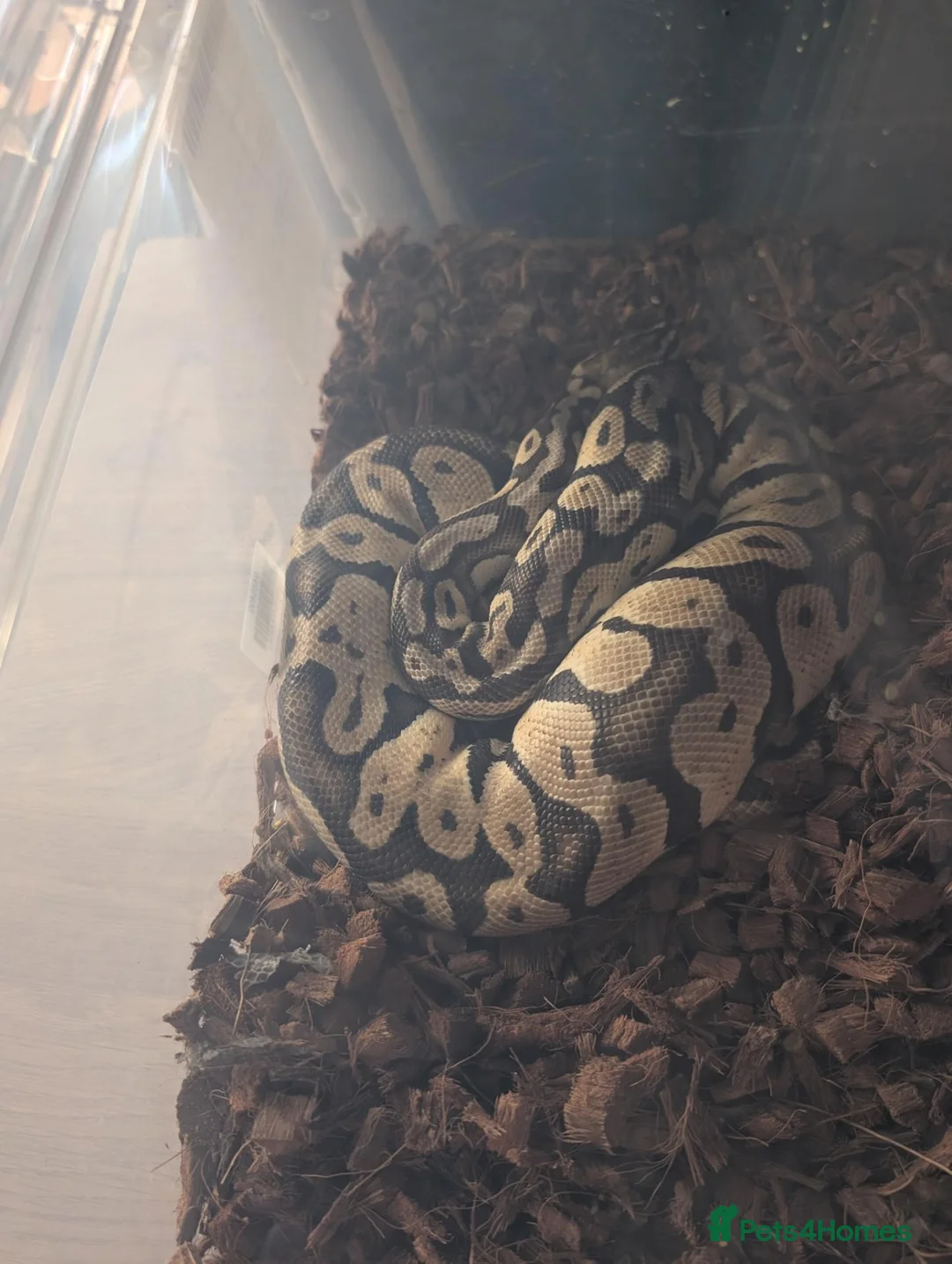 Python Snake reptiles for sale: Free to knowledge home  in Stockton-on-Tees - Advert 1