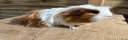 Guinea Pig rodents for sale: Guinea pigs available - Advert 2